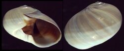 Polinices didyma