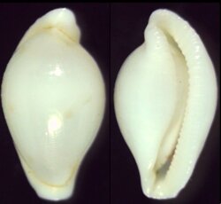 Diminovula alabaster