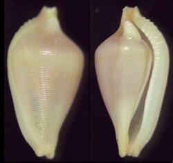 Dentiovula dorsuosa