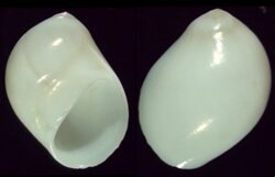 Polinices mammilla