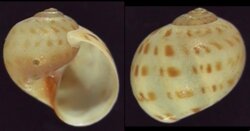 Polinices grossularia