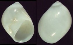 Polinices mammilla
