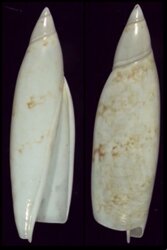 Terebellum terebellum