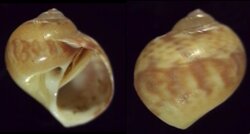 Natica fulminea fma cruentata