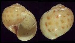 Polinices grossularia
