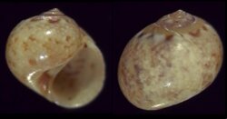 Natica vittata corimbensis