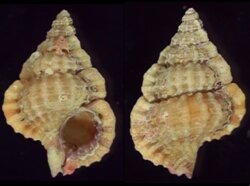 Gyrineum pusillum