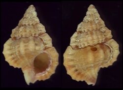 Gyrineum pusillum