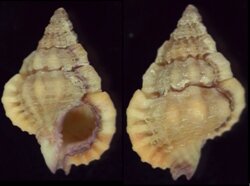 Gyrineum pusillum