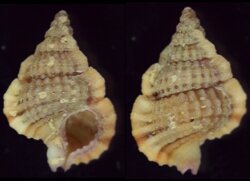 Gyrineum pusillum