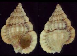 Gyrineum pusillum