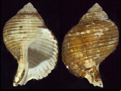 Linatella caudata