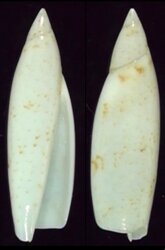 Terebellum terebellum