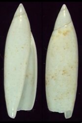 Terebellum terebellum