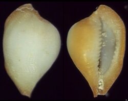 Lunovula superstes