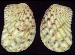 Cardita variegata