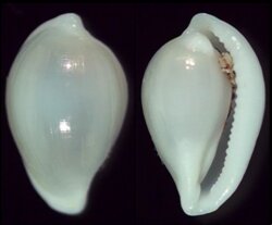 Diminovula fainzilberi