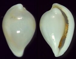 Diminovula fainzilberi