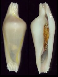 Archivolva alexbrownii