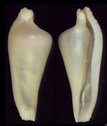 Archivolva alexbrownii