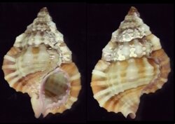 Gyrineum pusillum