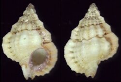 Gyrineum pusillum