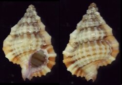 Gyrineum pusillum