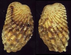 Cardita variegata