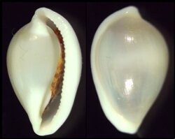 Diminovula sandrae