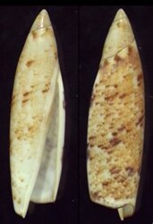 Terebellum terebellum