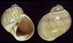 Natica marochiensis