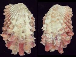 Cardita crassicosta