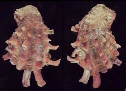 Cardita crassicosta