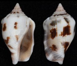Canarium mutabile