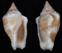 Canarium mutabile