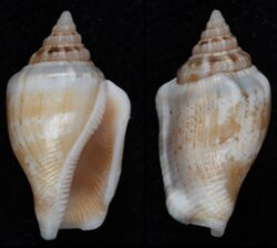 Canarium mutabile