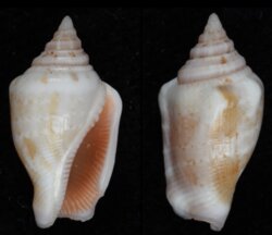 Canarium mutabile