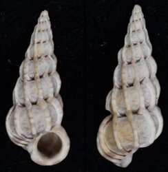 Epitonium communis