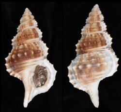 Ranellla olearia fma barcellosi