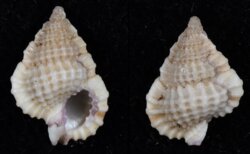 Gyrineum pusillum
