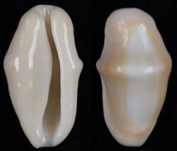 Cyphoma gibbosa