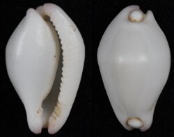 Calpurnus verrucosus