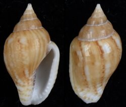 Euplica scripta