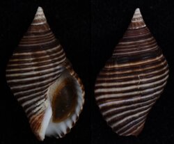 Pollia undosa
