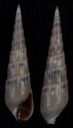 Hastula cinerea