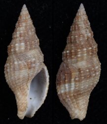 Prodotia iostoma