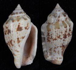Canarium mutabile