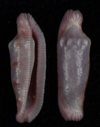 Amonovula piriei