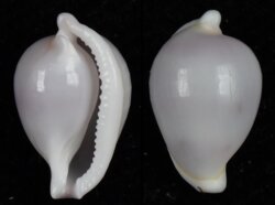 Diminovula culmen