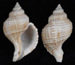 Linatella caudata